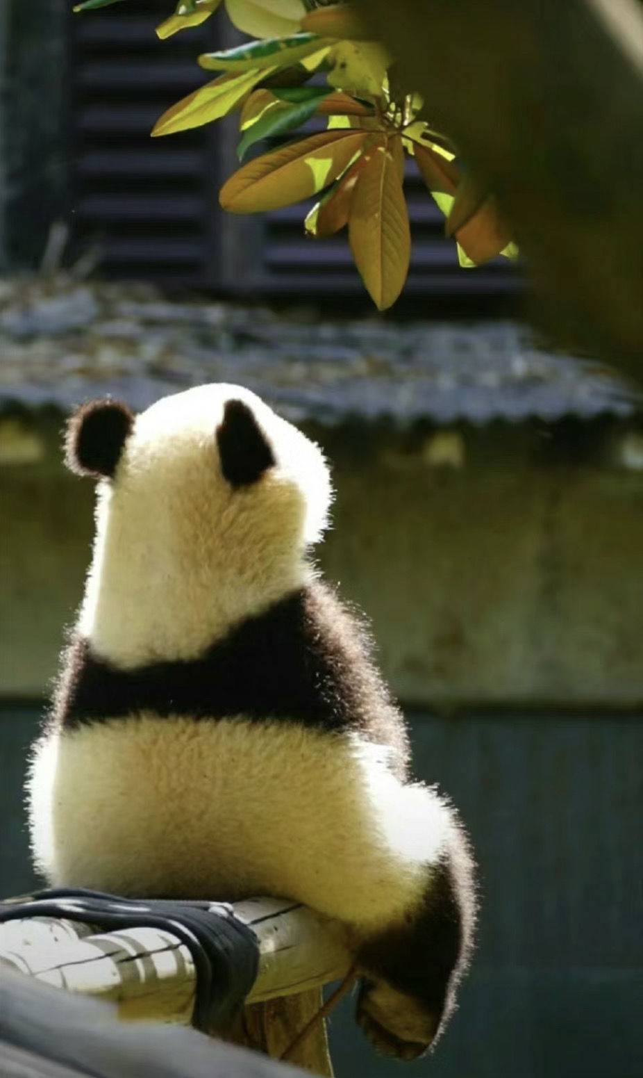 边小白