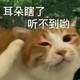谢朝鑫