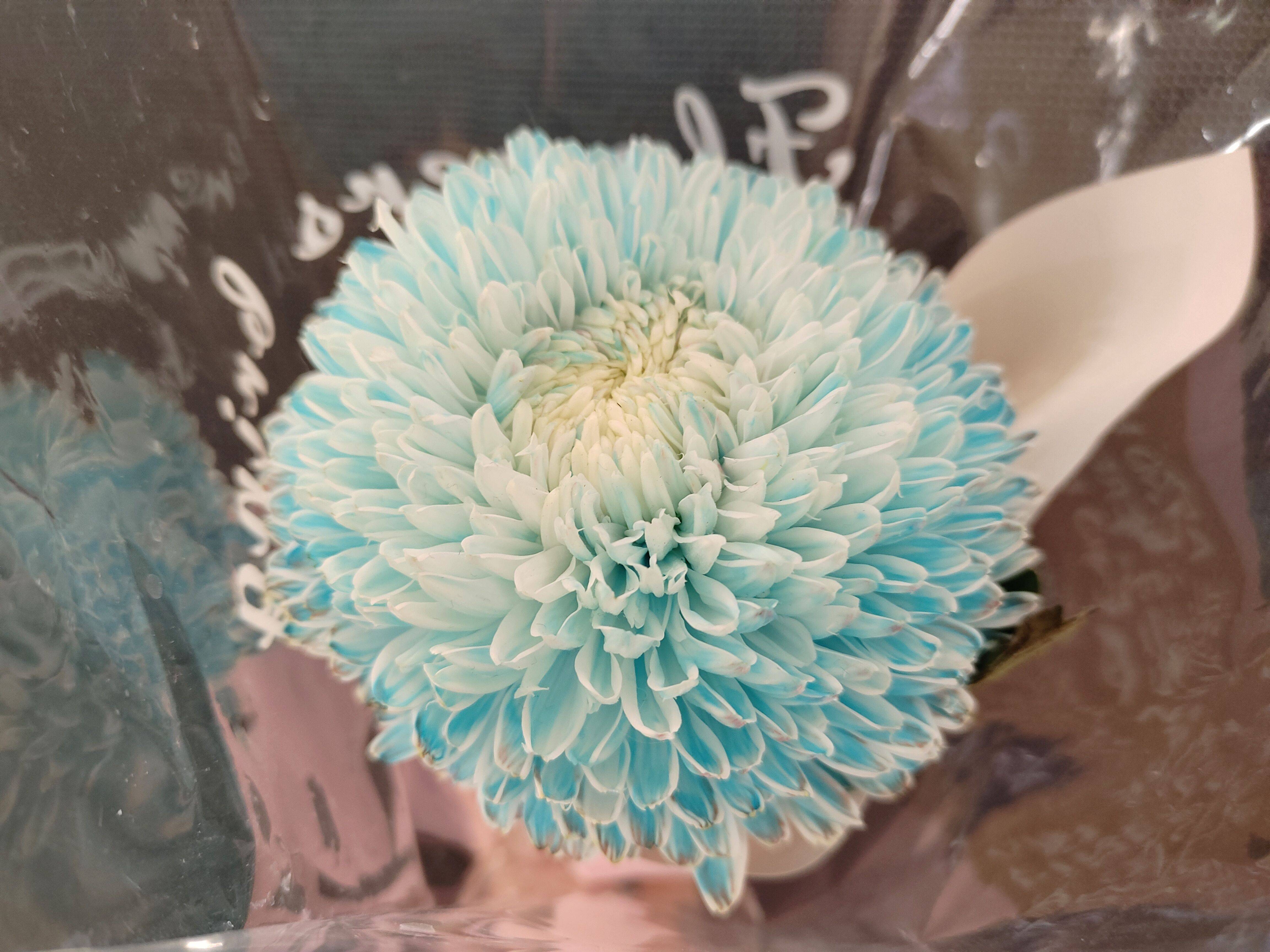 🍀 晓夏