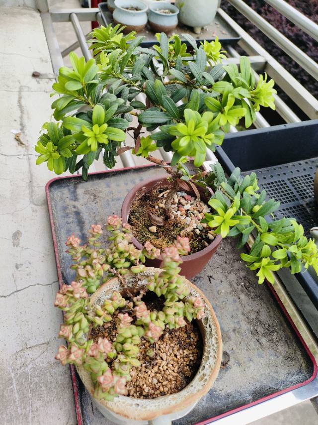 流芳百世的昵称