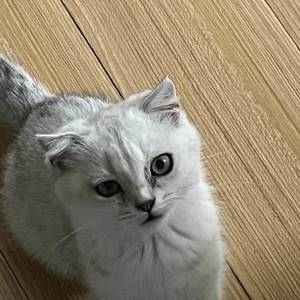 杨小麦