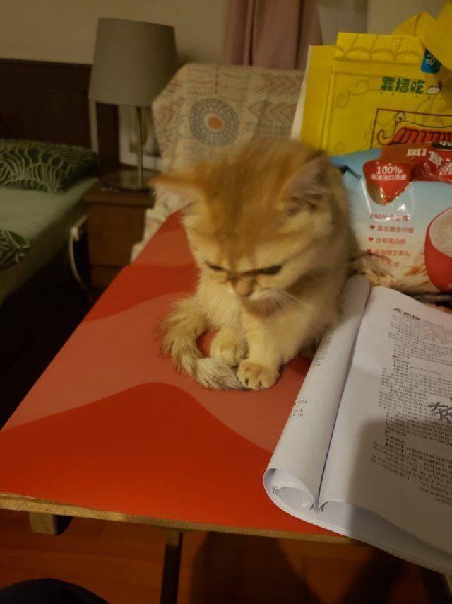 北京-朝陽-獨立公寓