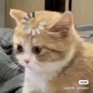 李小猫