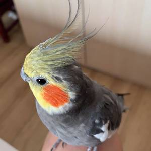 薄荷