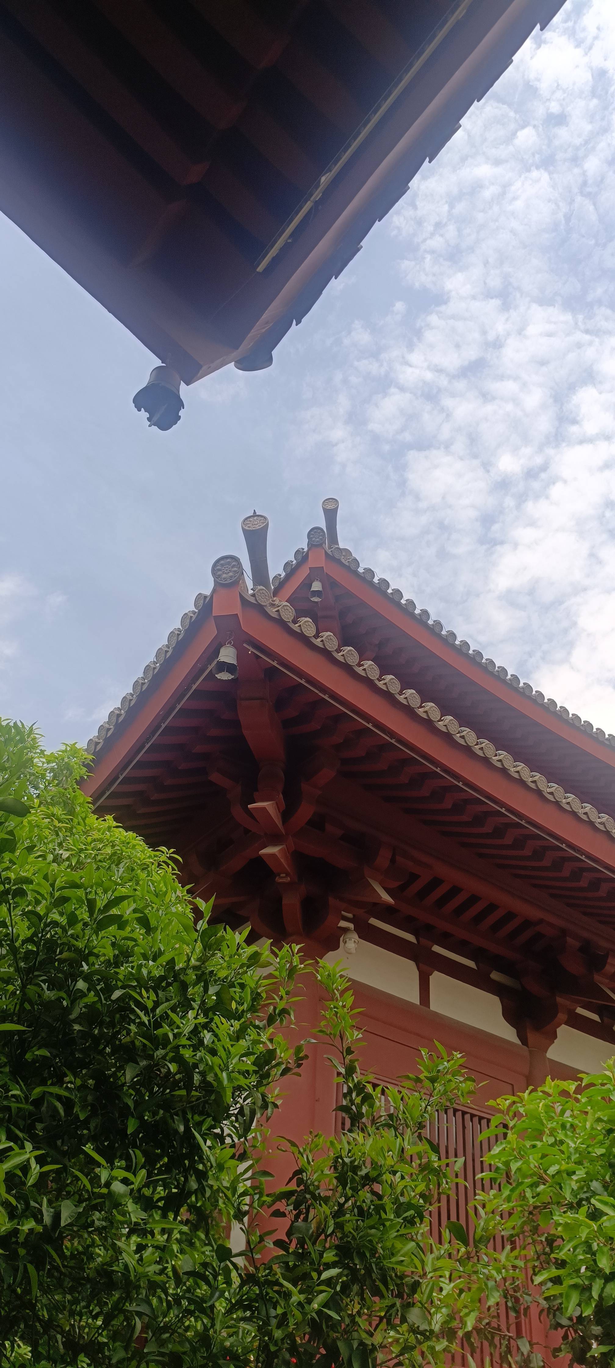 王兔兔