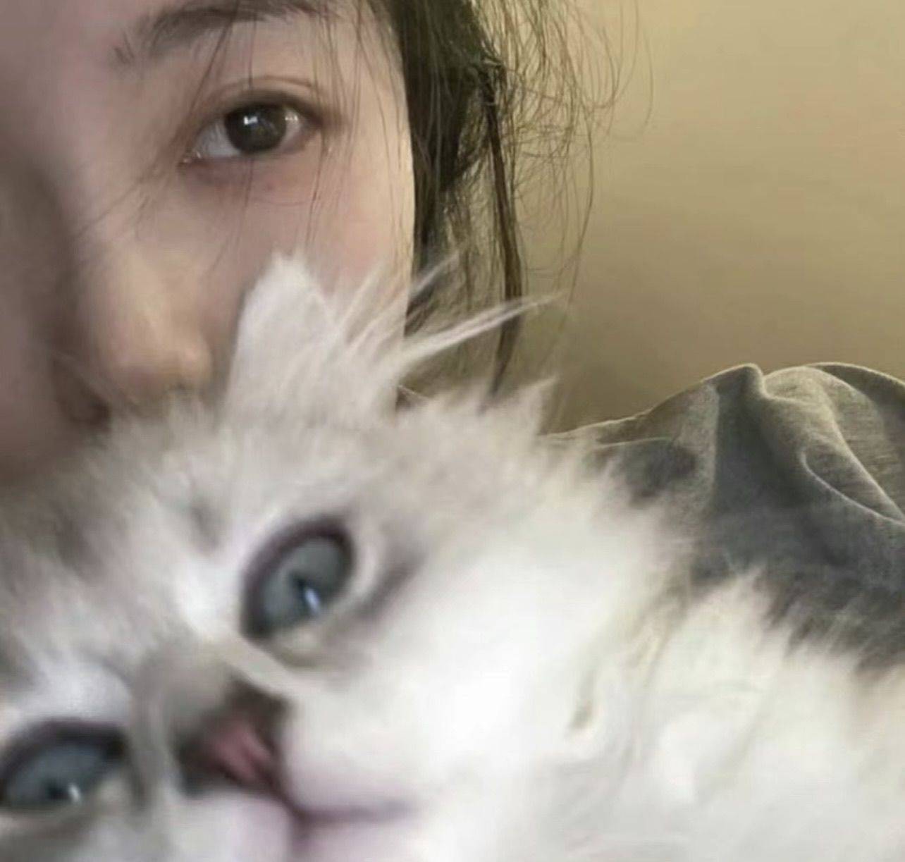 张脑丸