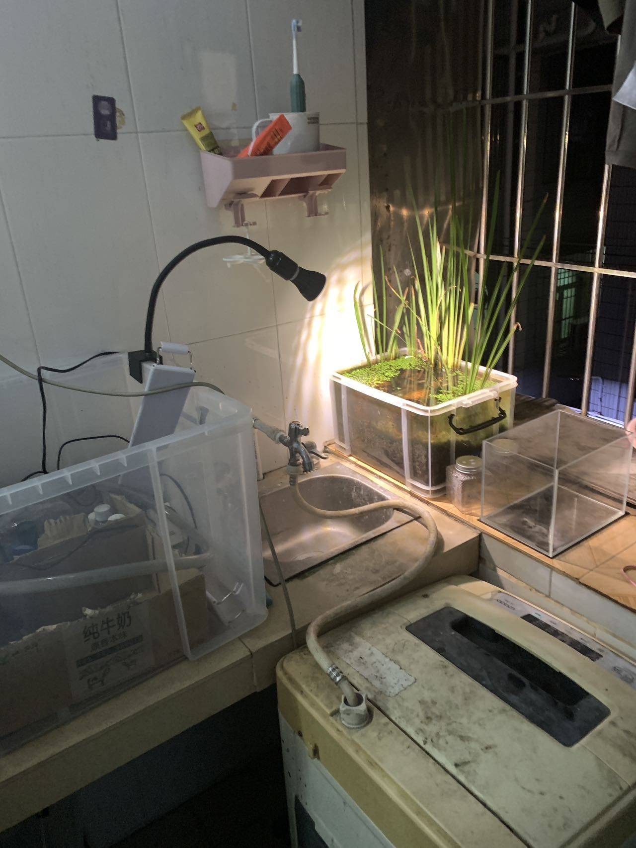 拿铁