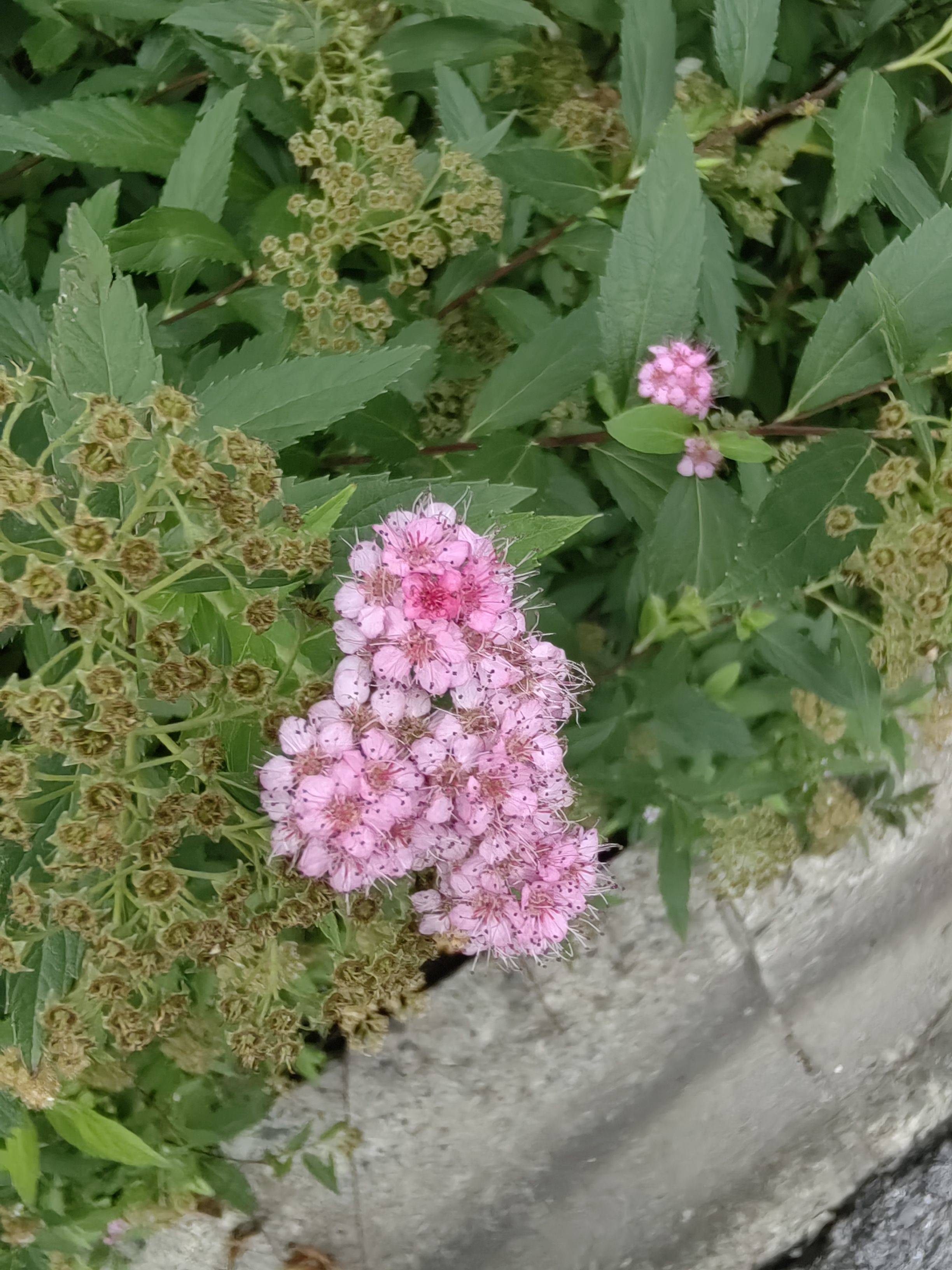 一莲
