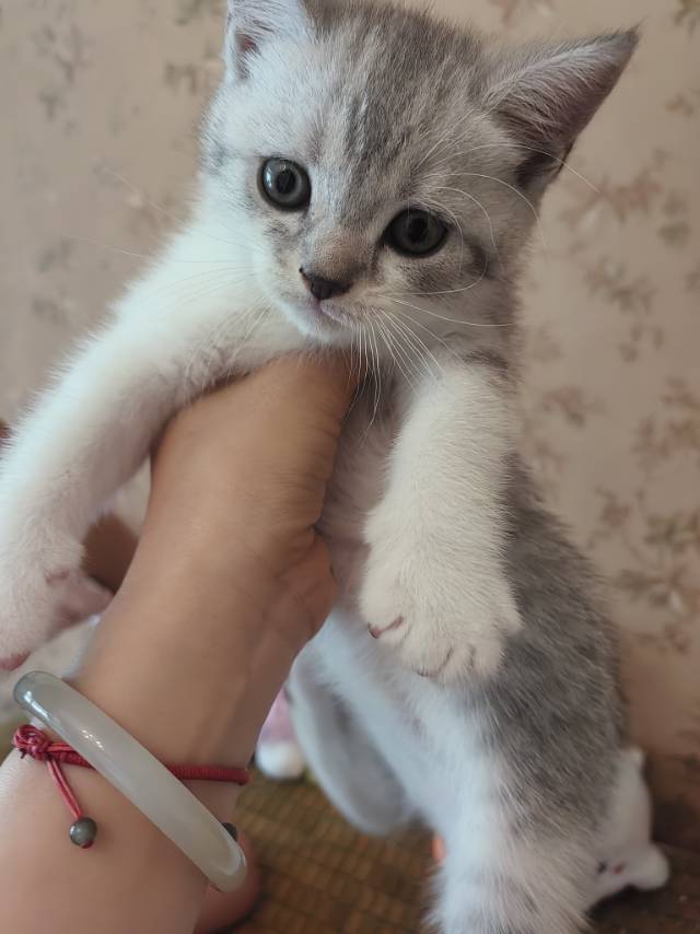 黛