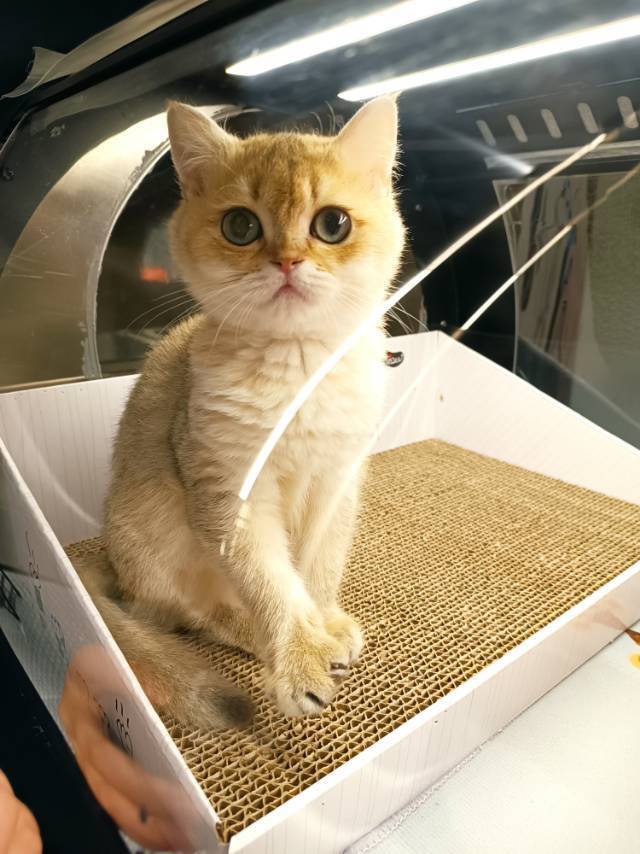 小羊