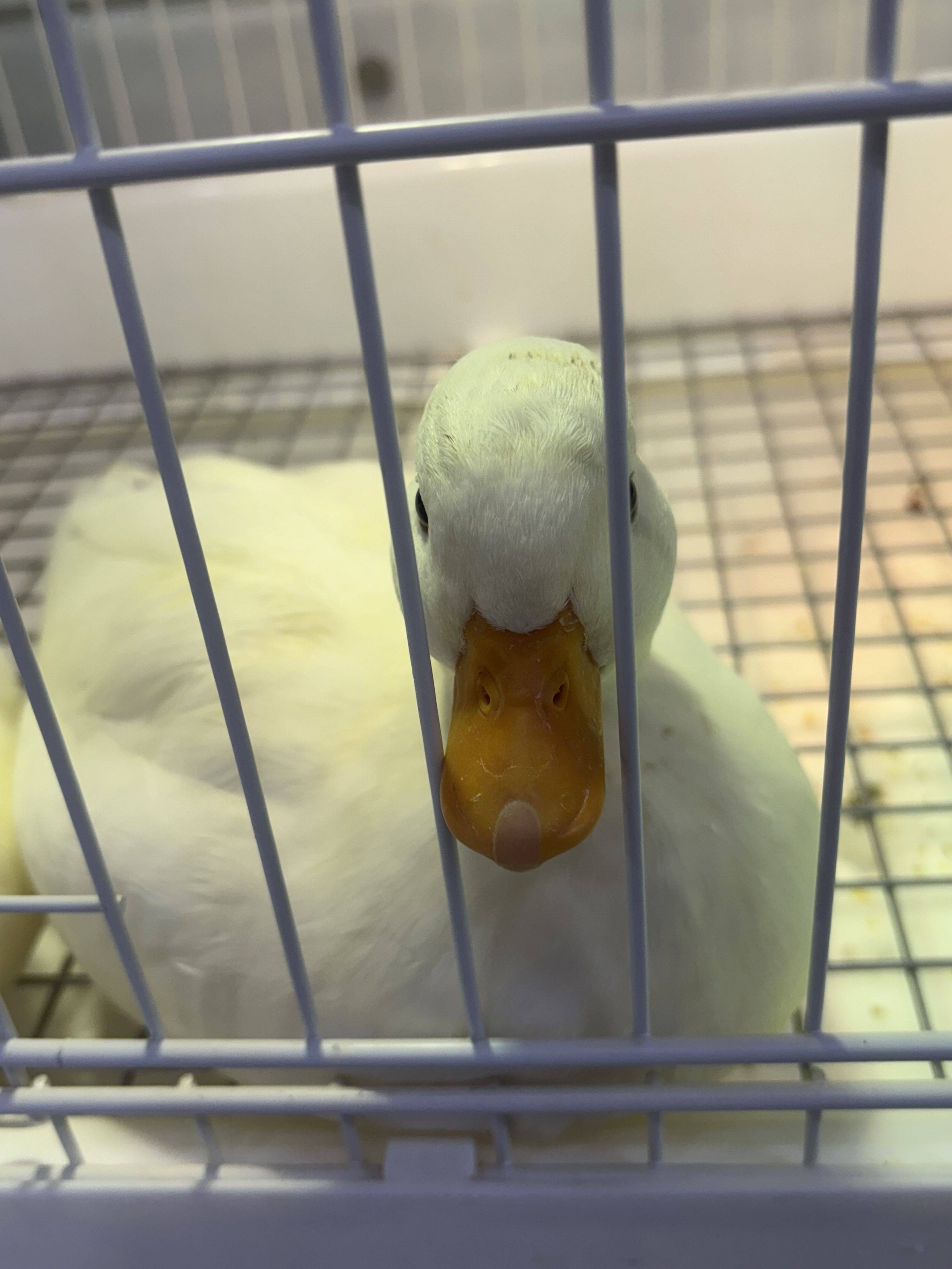 潇潇