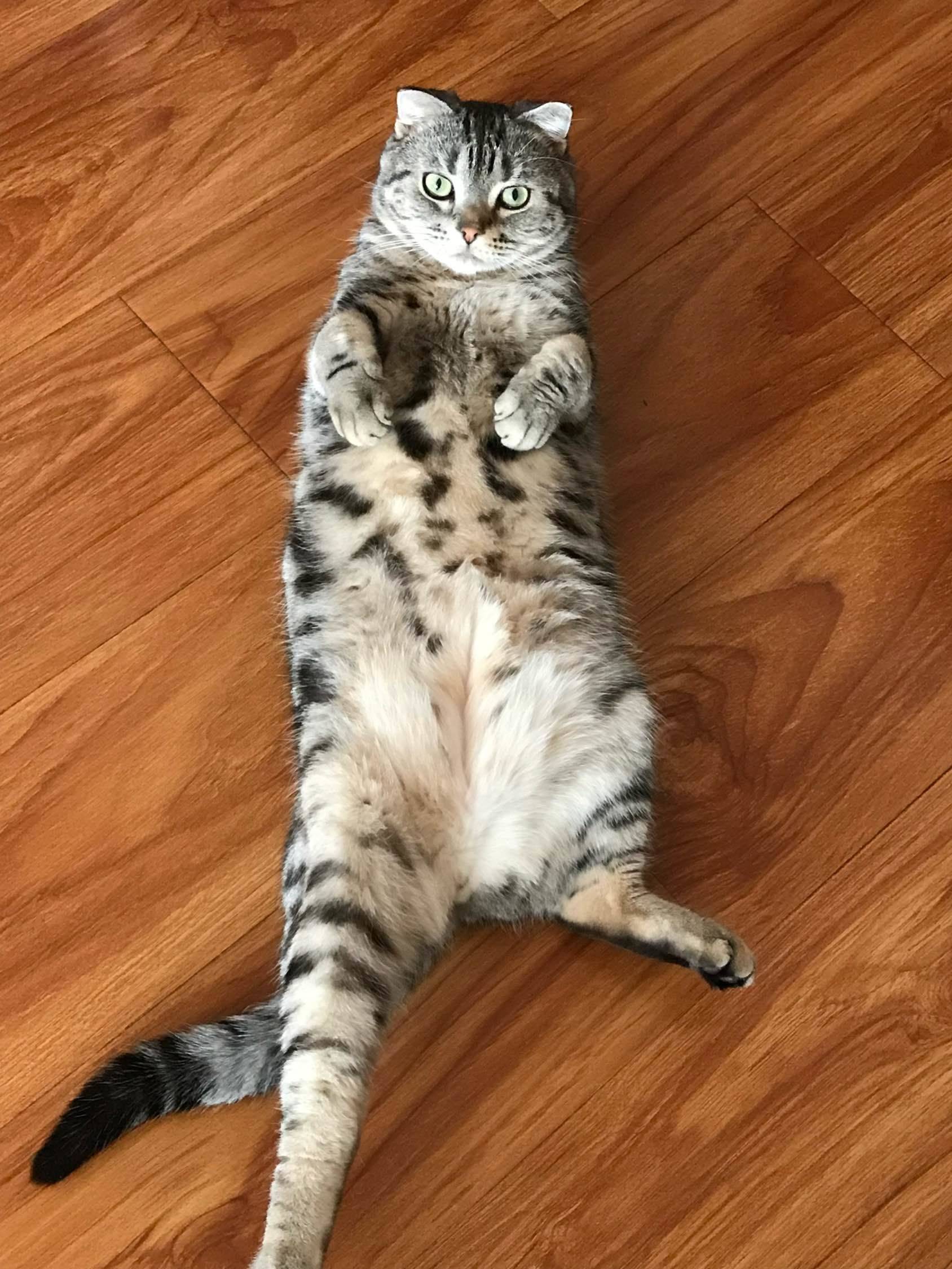 九两是只猫