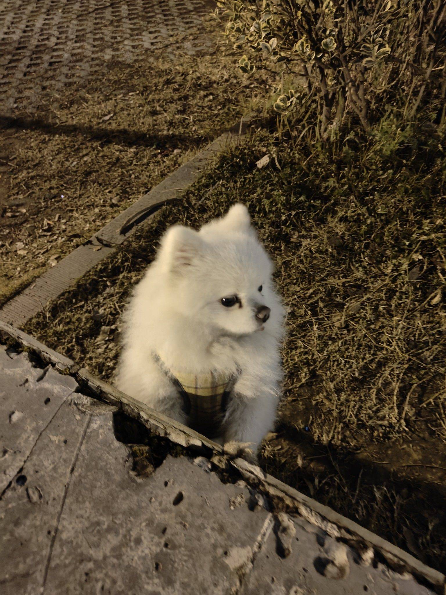 郑希奇