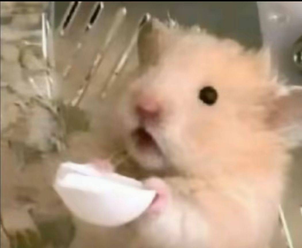 杨