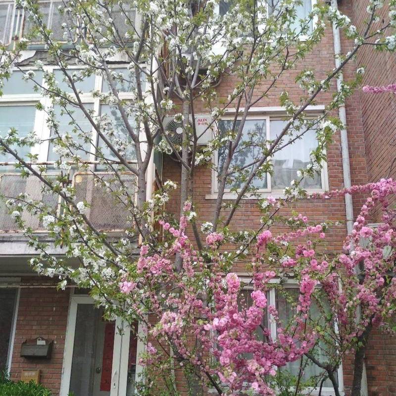 北京-順義-市井煙火氣,老友記,慢時光