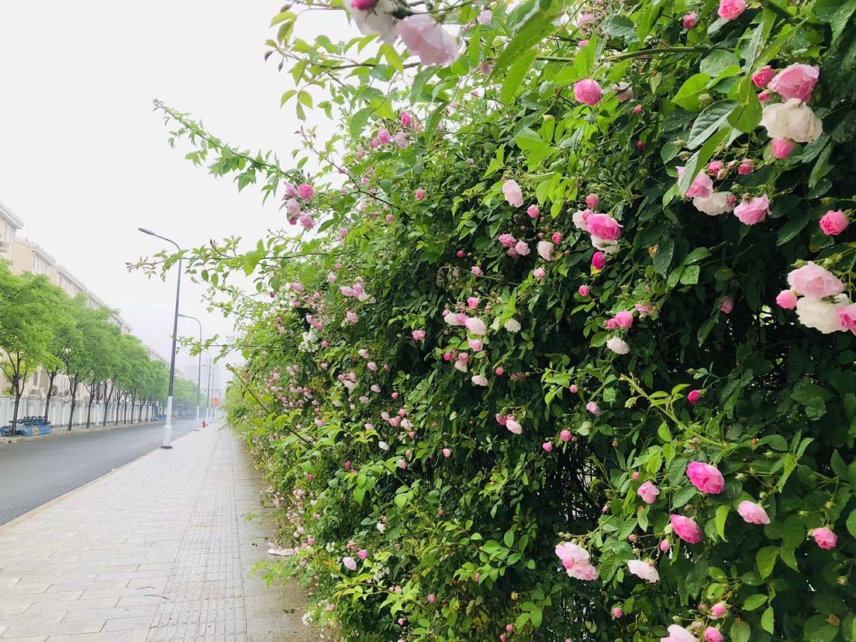 Shanghai-Xuhui-仅限女生