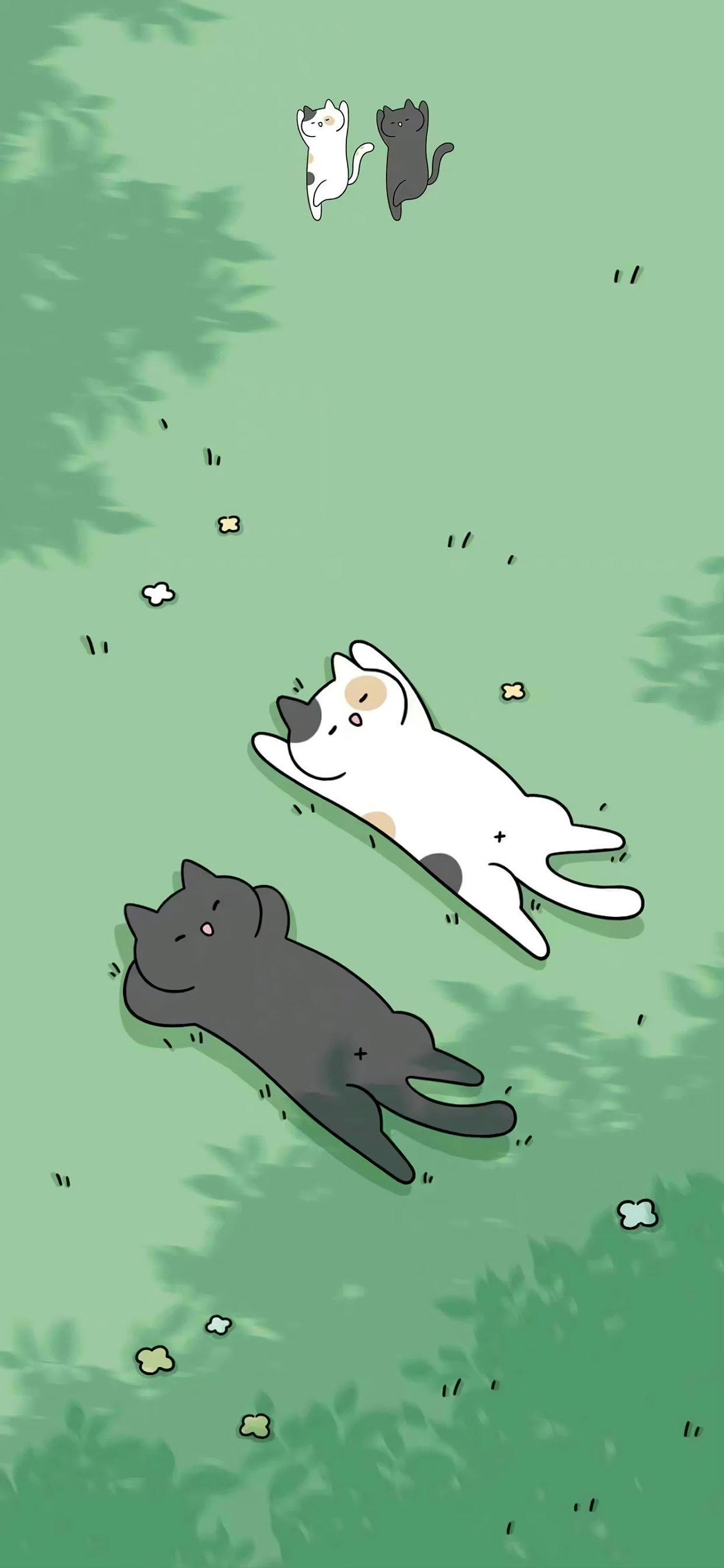 杨术