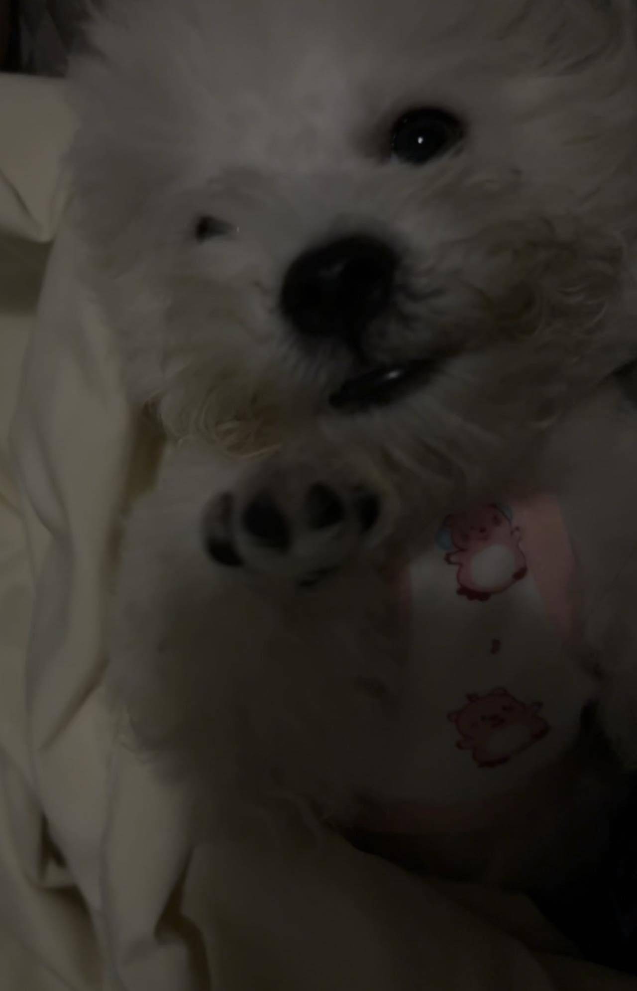 幸运香菜