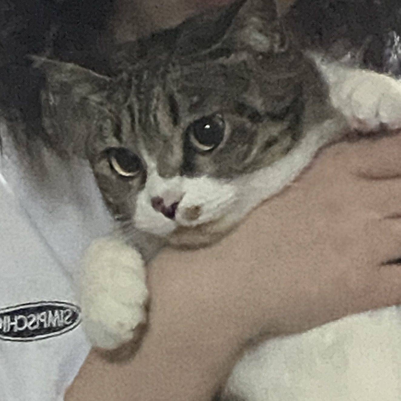 木每