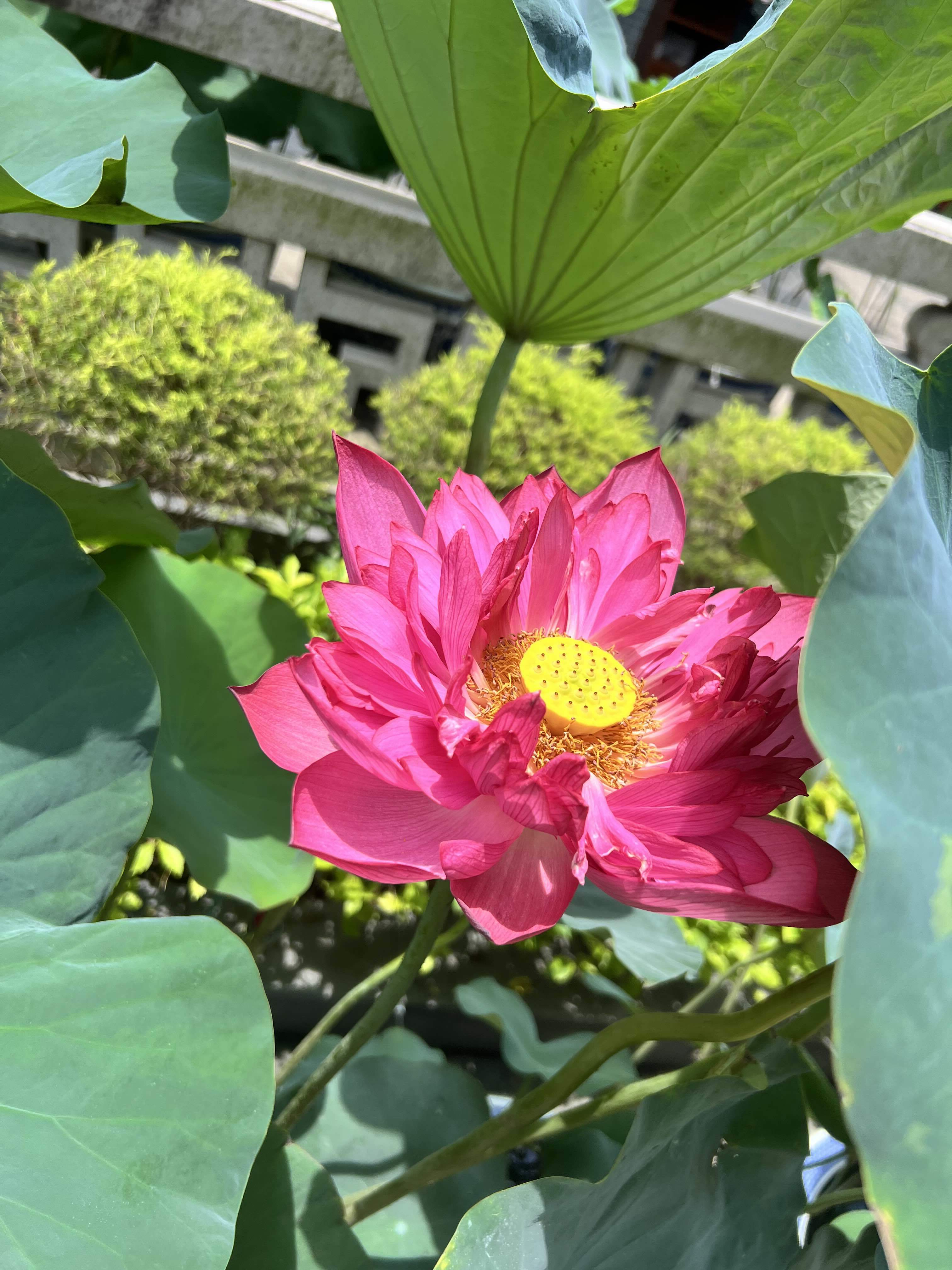 广州阿杜