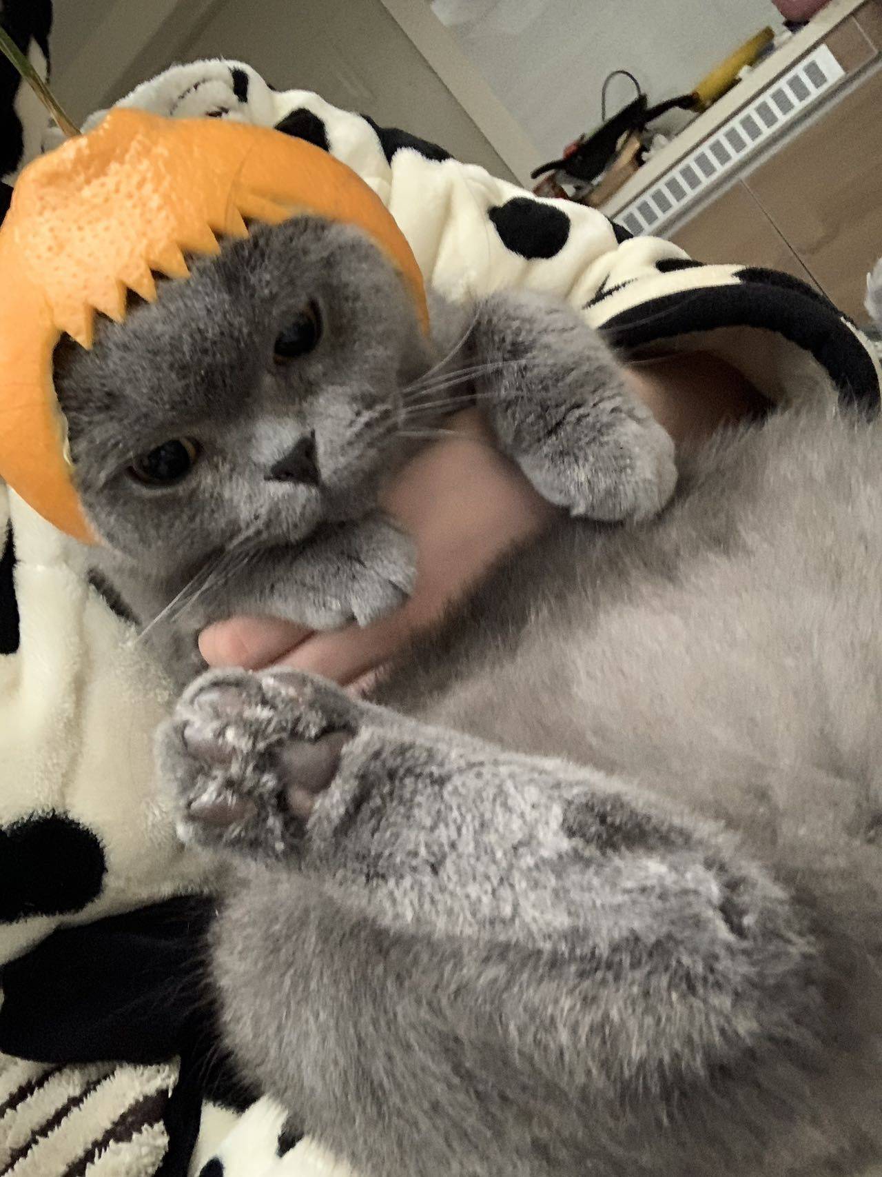 小曾小曾梦想成真