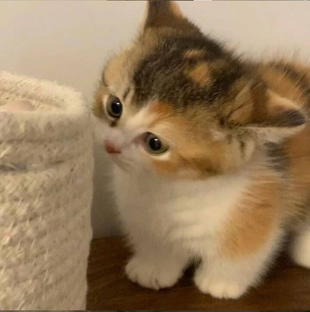 贝贝