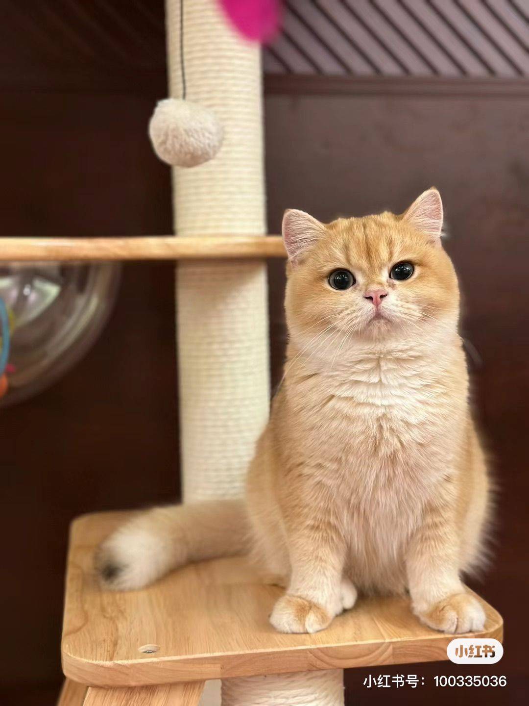 大西洋爱笑的果冻