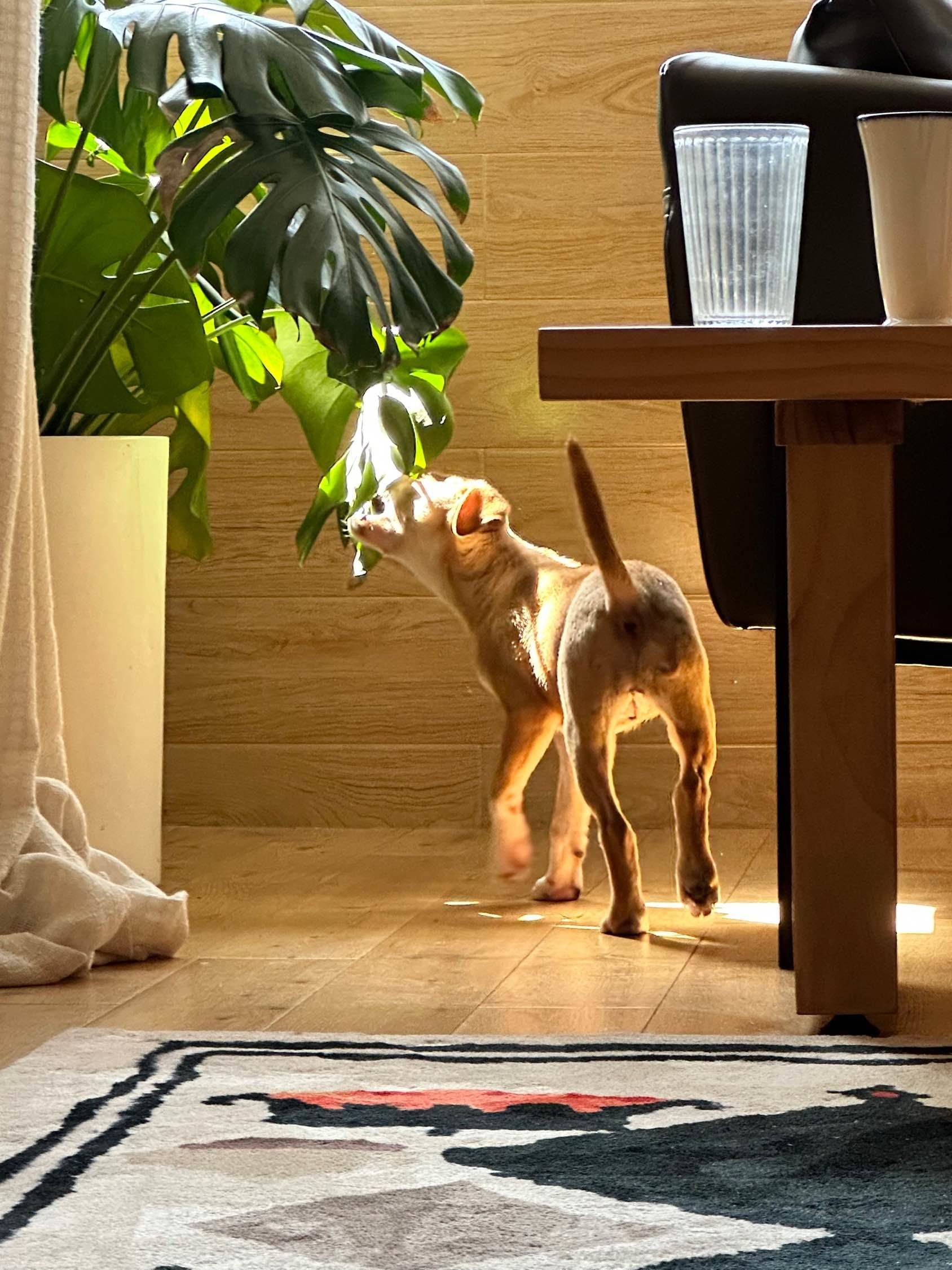 上海-靜安-溫馨小窩,乾淨治愈,不限性別,市井煙火氣,老友記,慢時光,LGBTQ友好,寵物友好