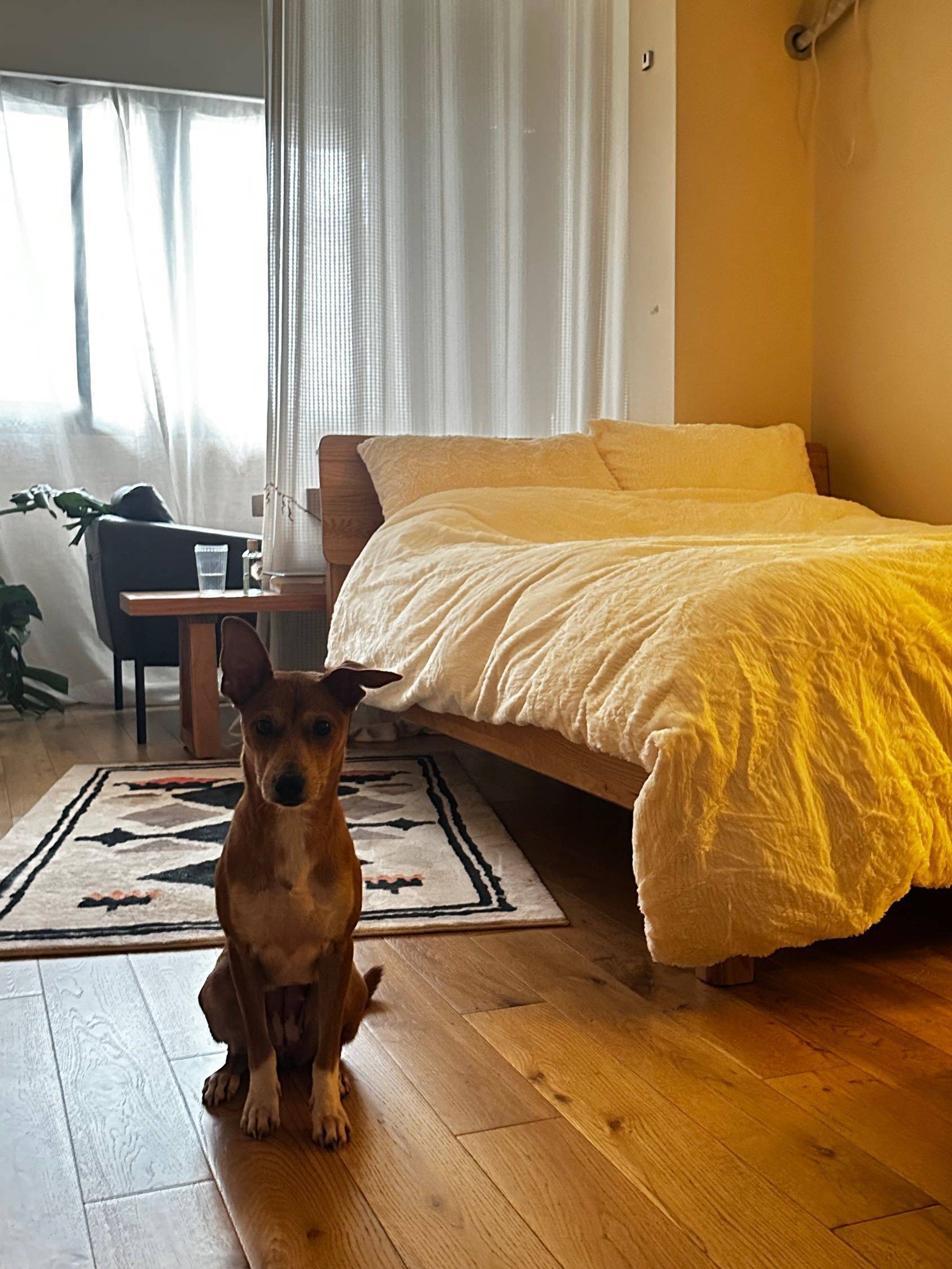 上海-靜安-溫馨小窩,乾淨治愈,不限性別,市井煙火氣,老友記,慢時光,LGBTQ友好,寵物友好