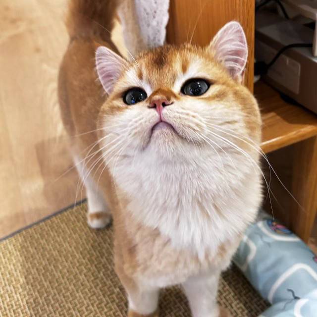 阿蒙