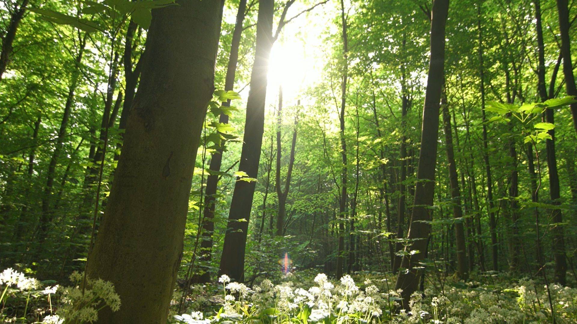 来咯来咯，荆棘来咯！