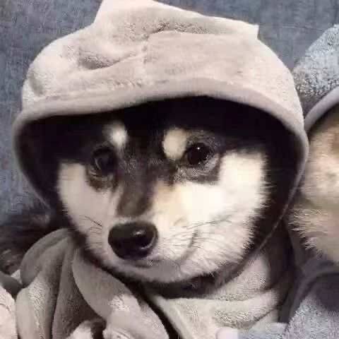 神经蛙