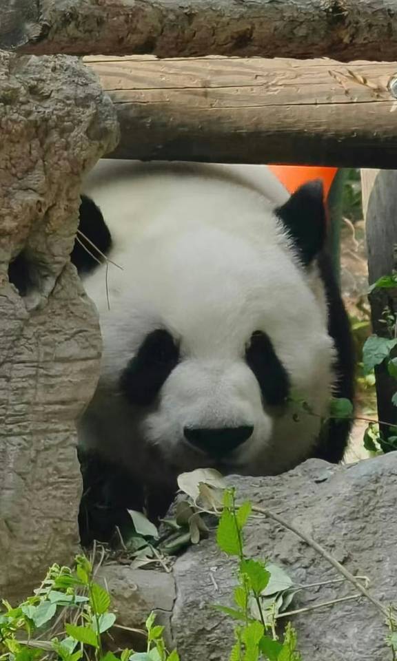 林