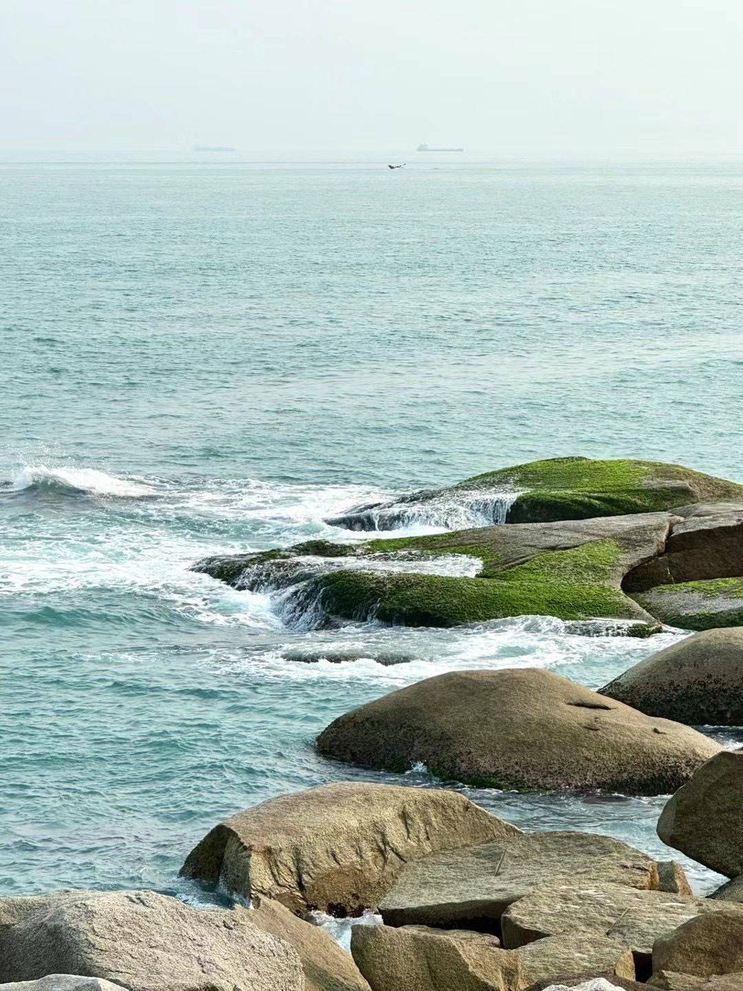虎