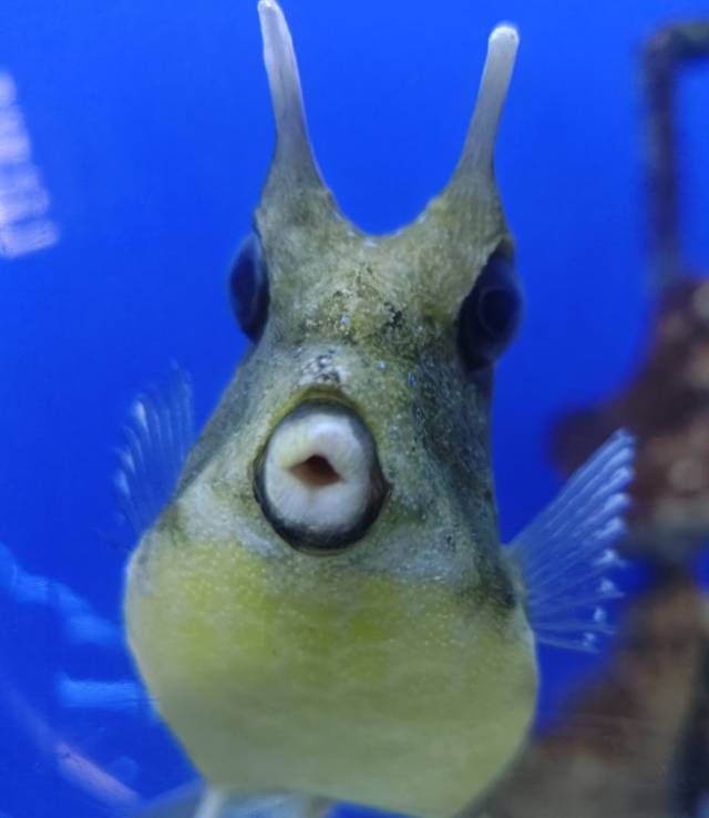 黄先森