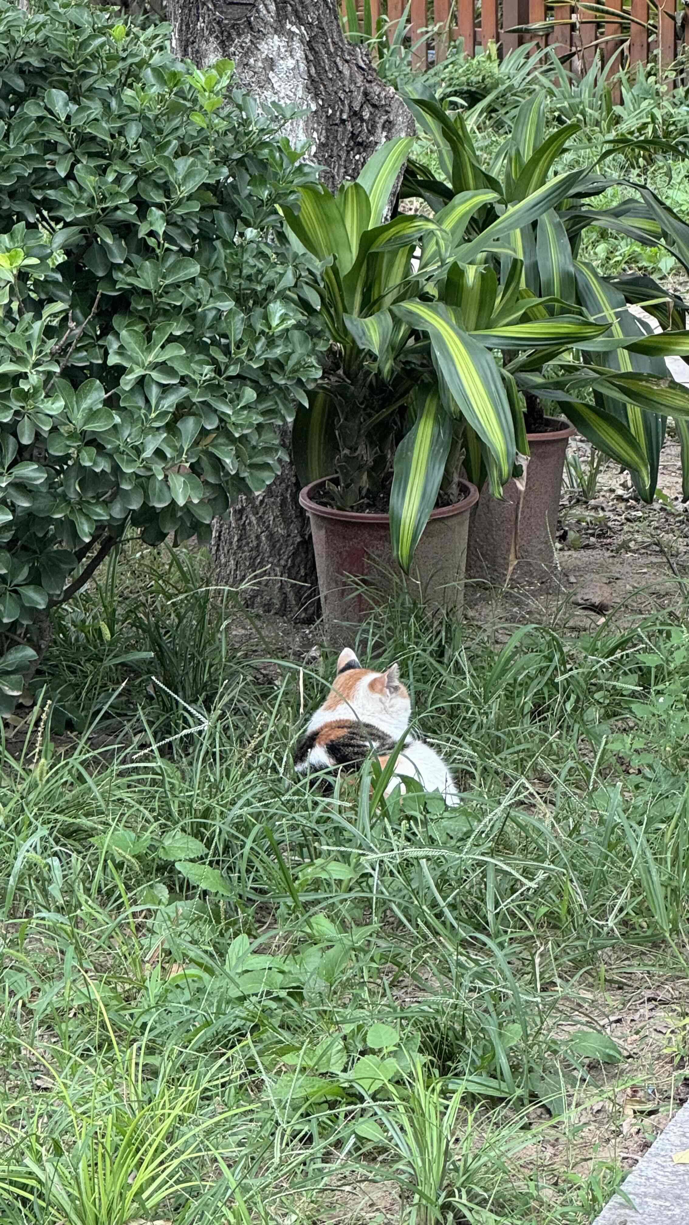 伍月