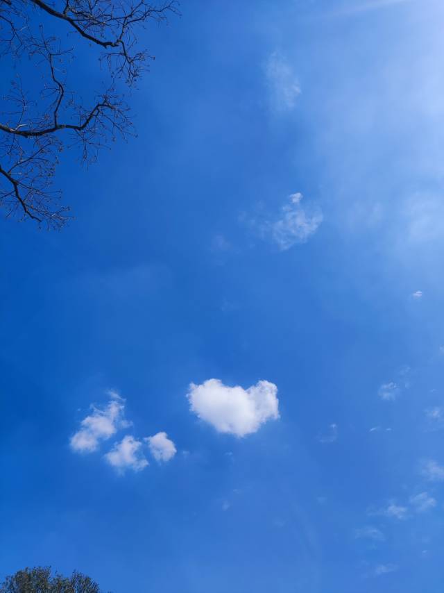 林