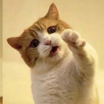 🐱