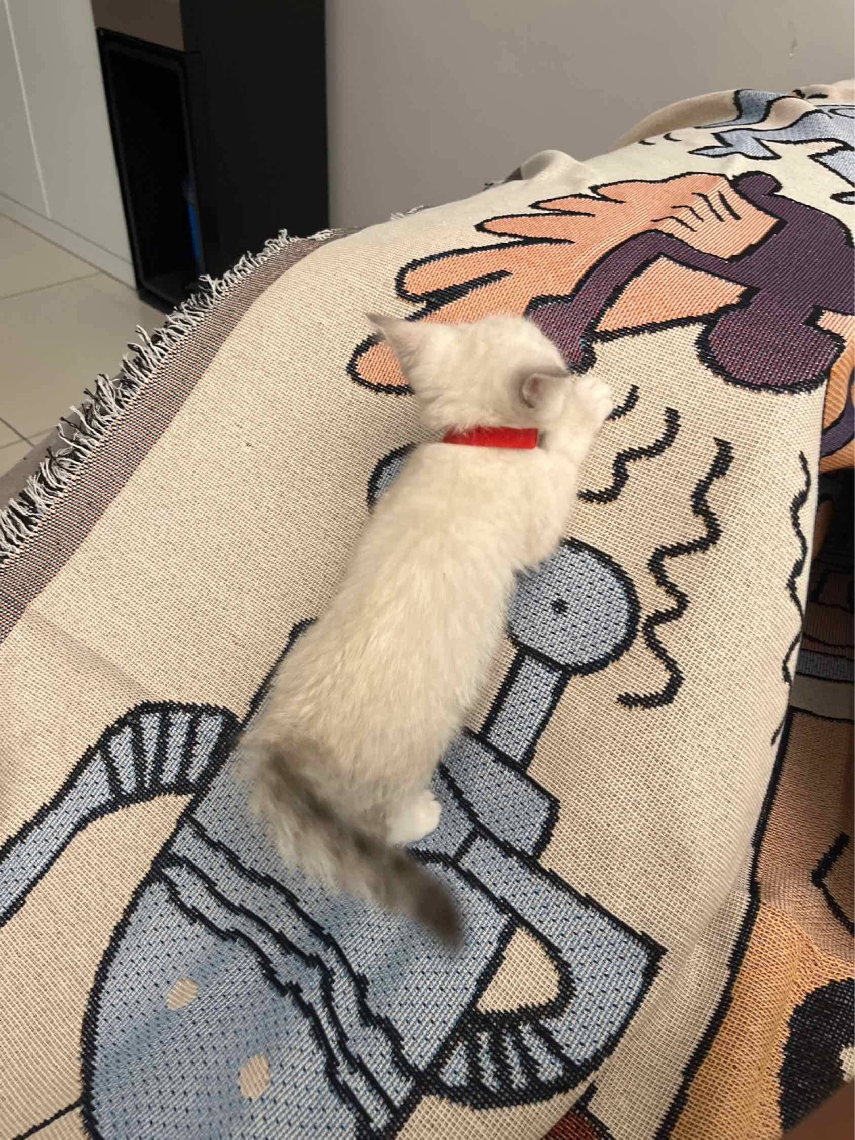 ChengduShuangliuCozy HomeNo Gender LimitPet Friendly