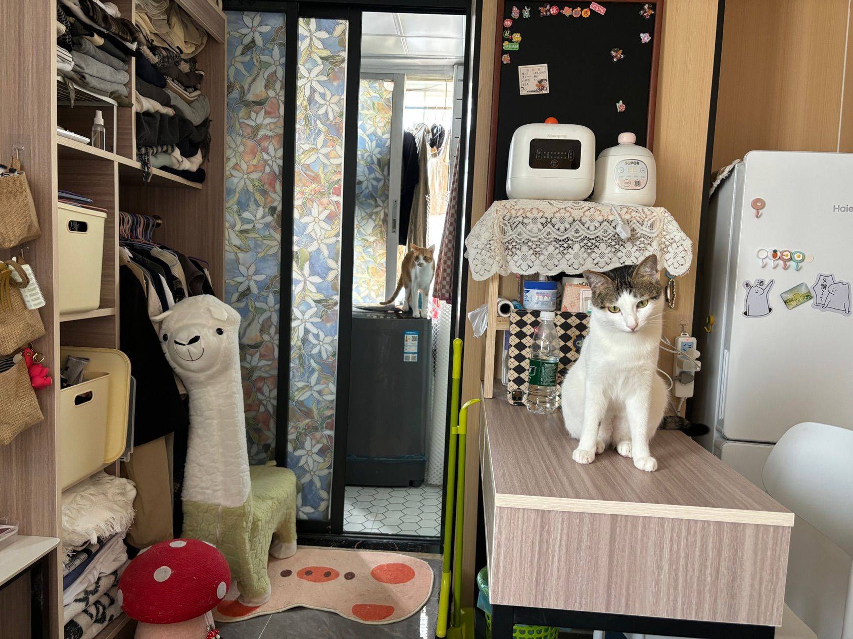 Shenzhen-Longgang-Cozy Home,Clean&Comfy,No Gender Limit,Hustle & Bustle,Chilled,Pet Friendly