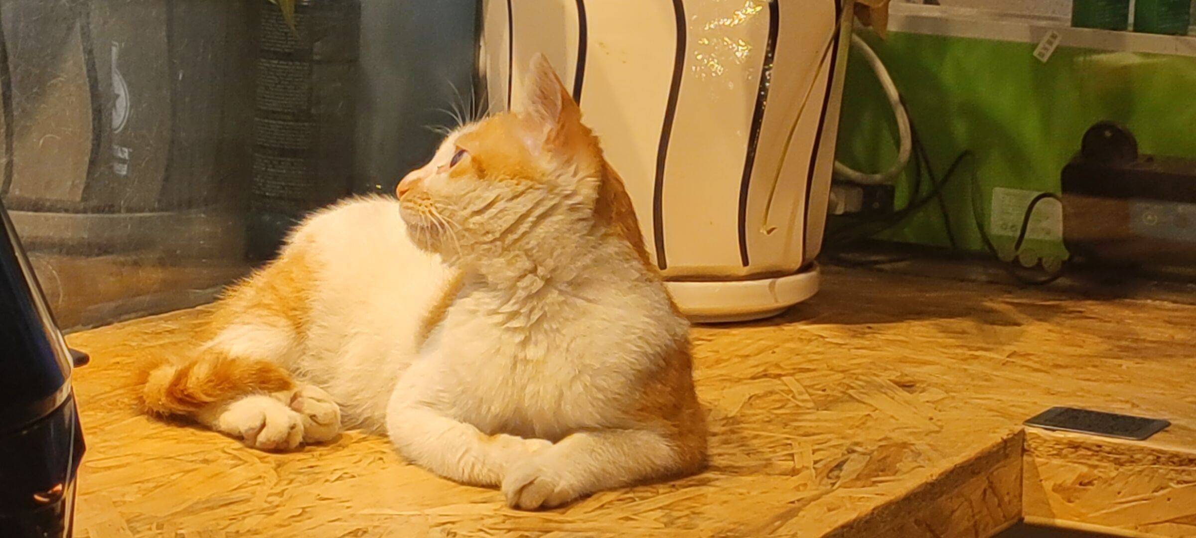 小鱼