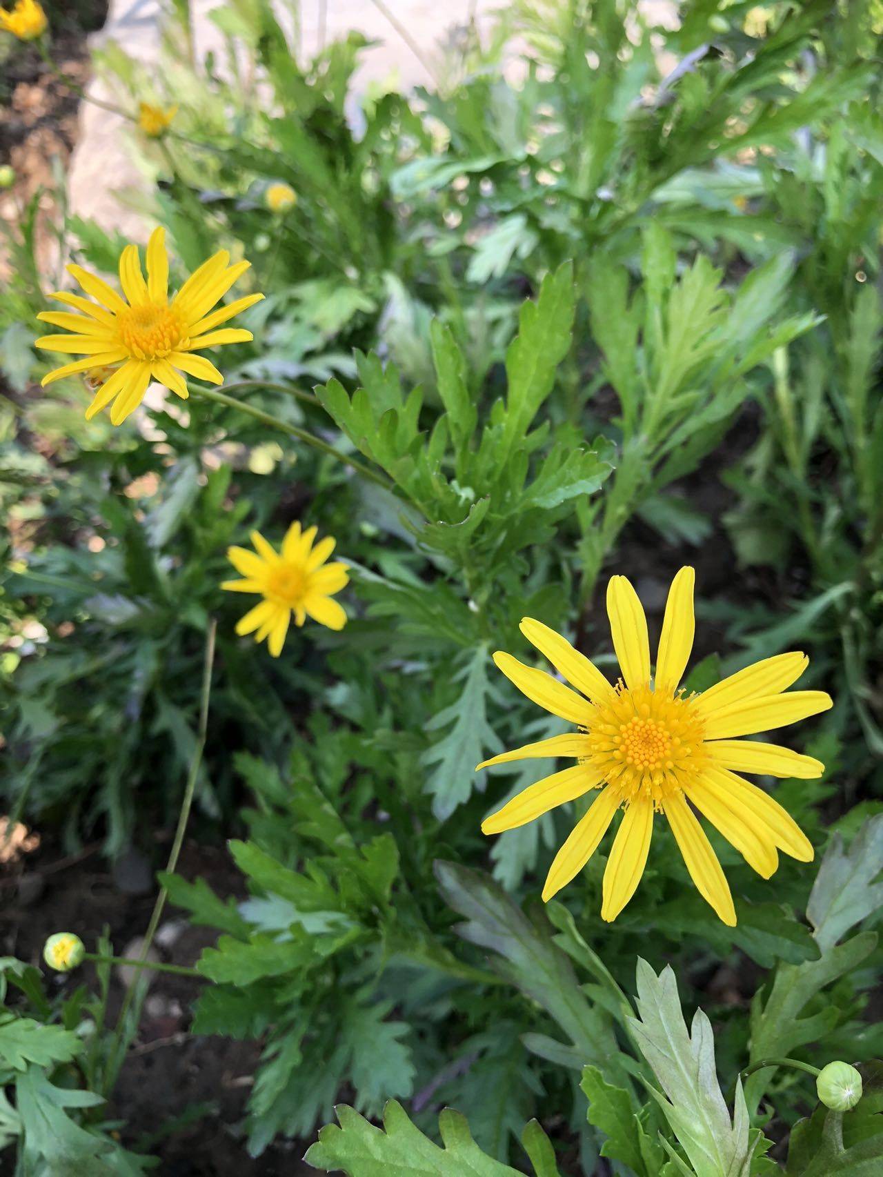 🌻