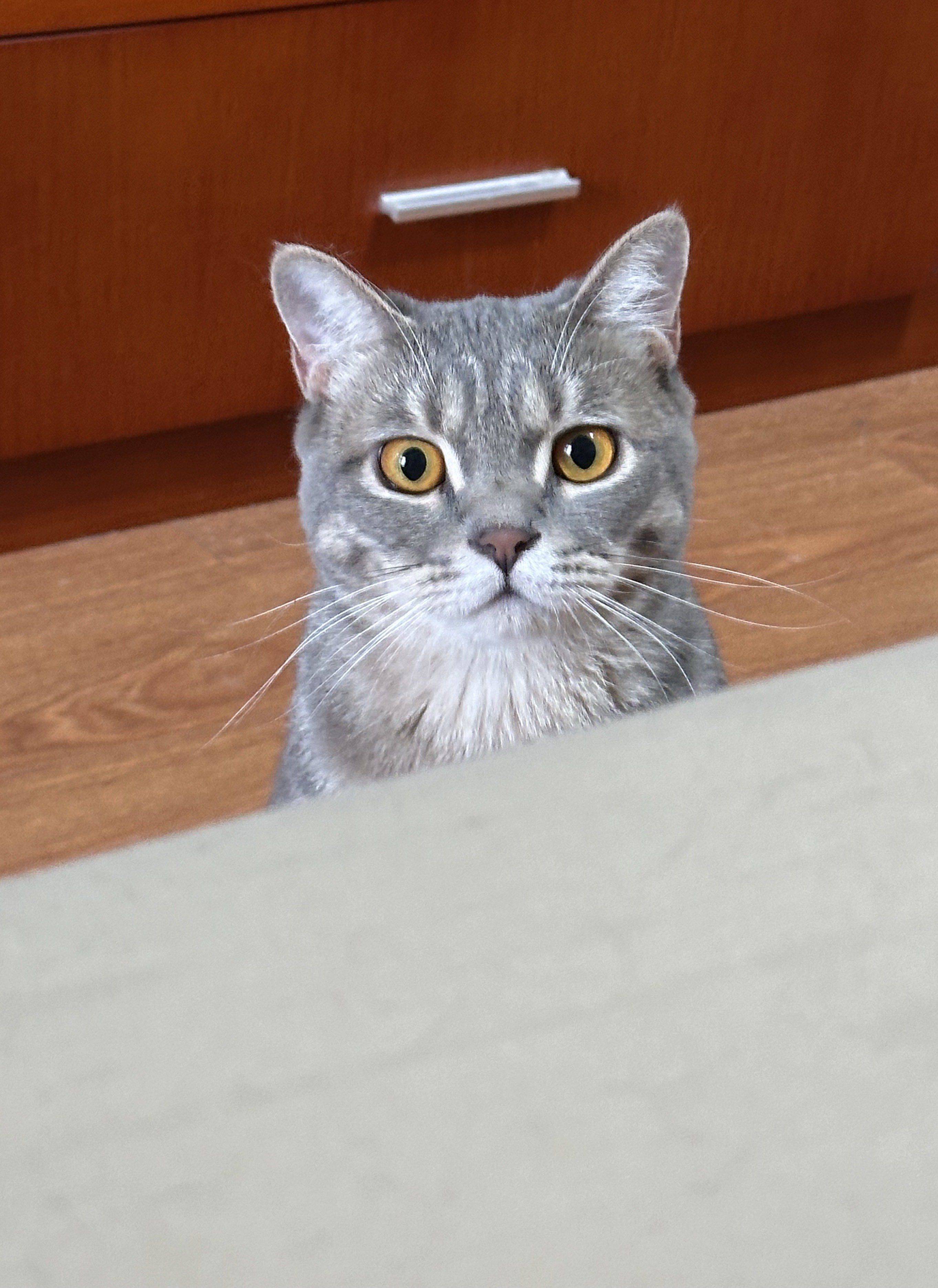 松果