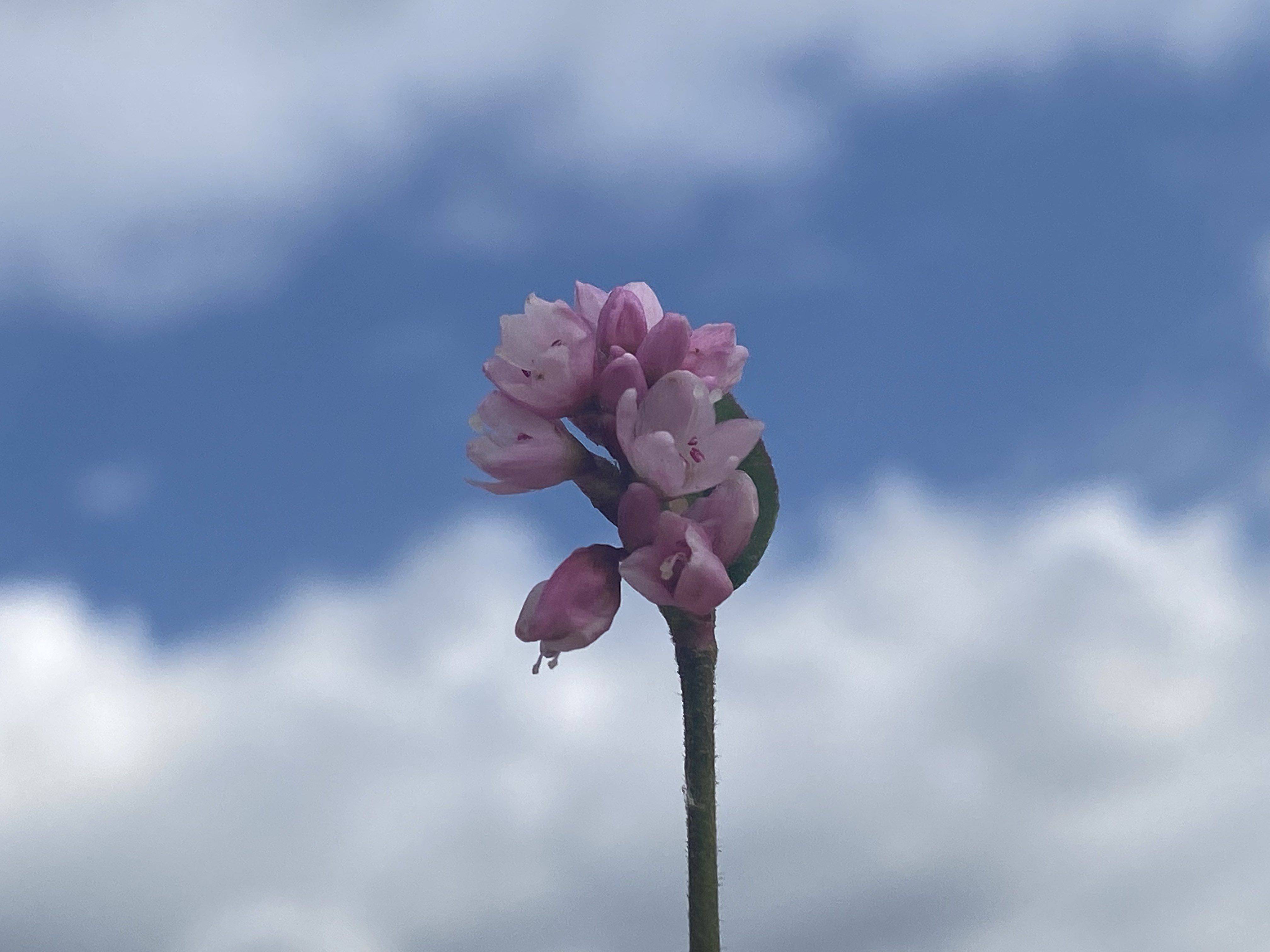 木木