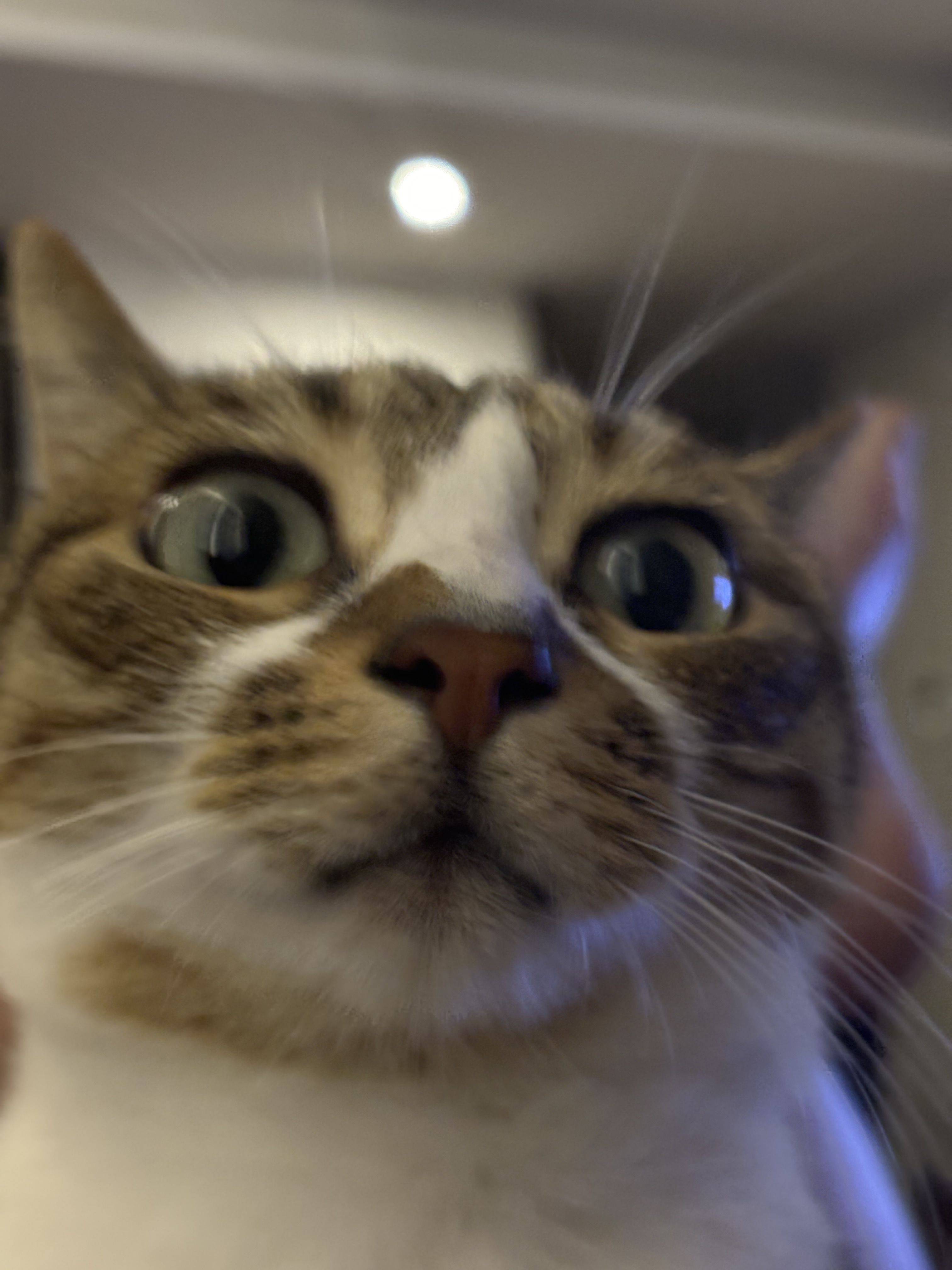 yooacu