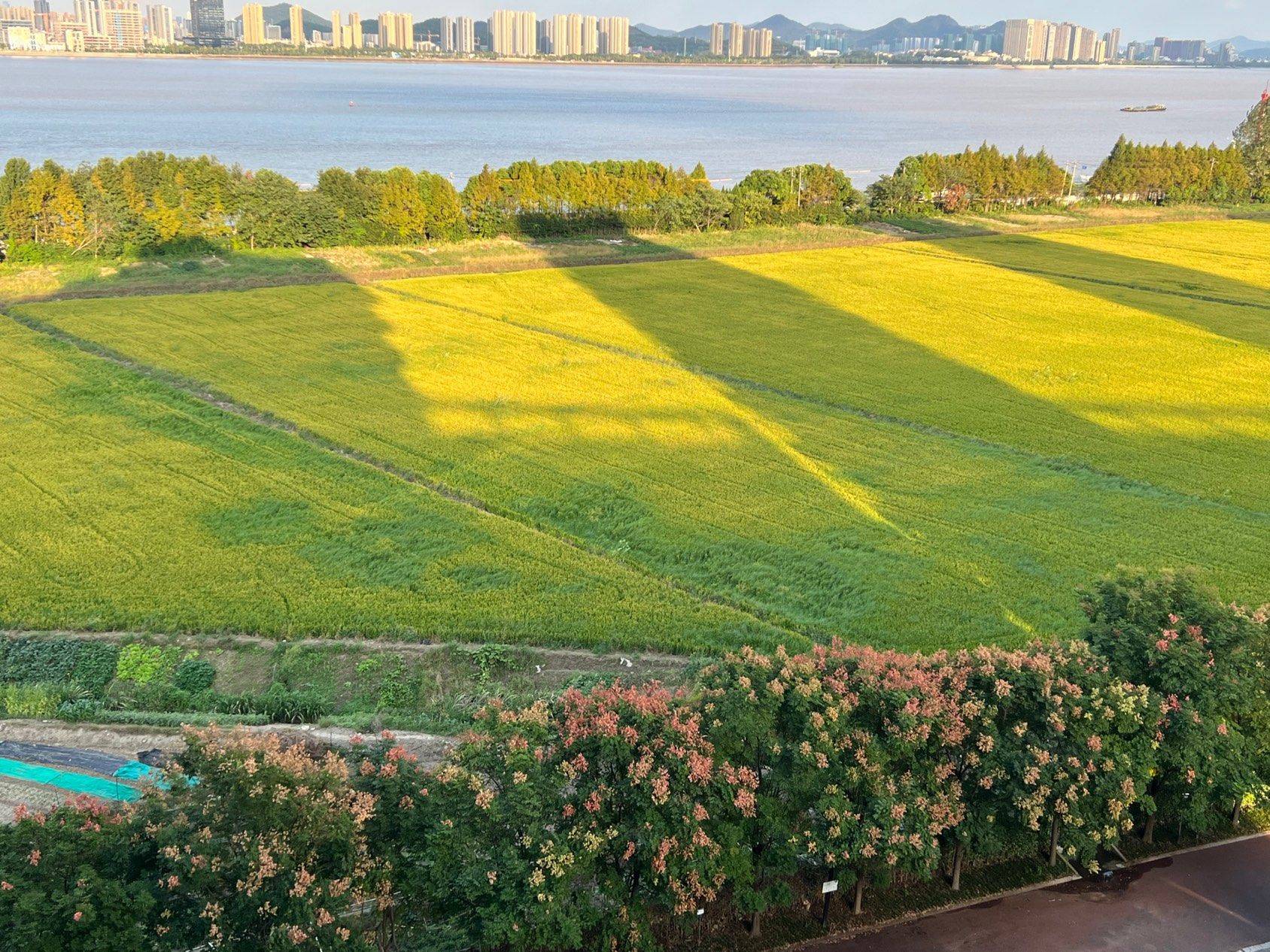 杭州-西湖-溫馨小窩,乾淨治愈,不限性別,慢時光