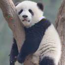 王仔小馒头