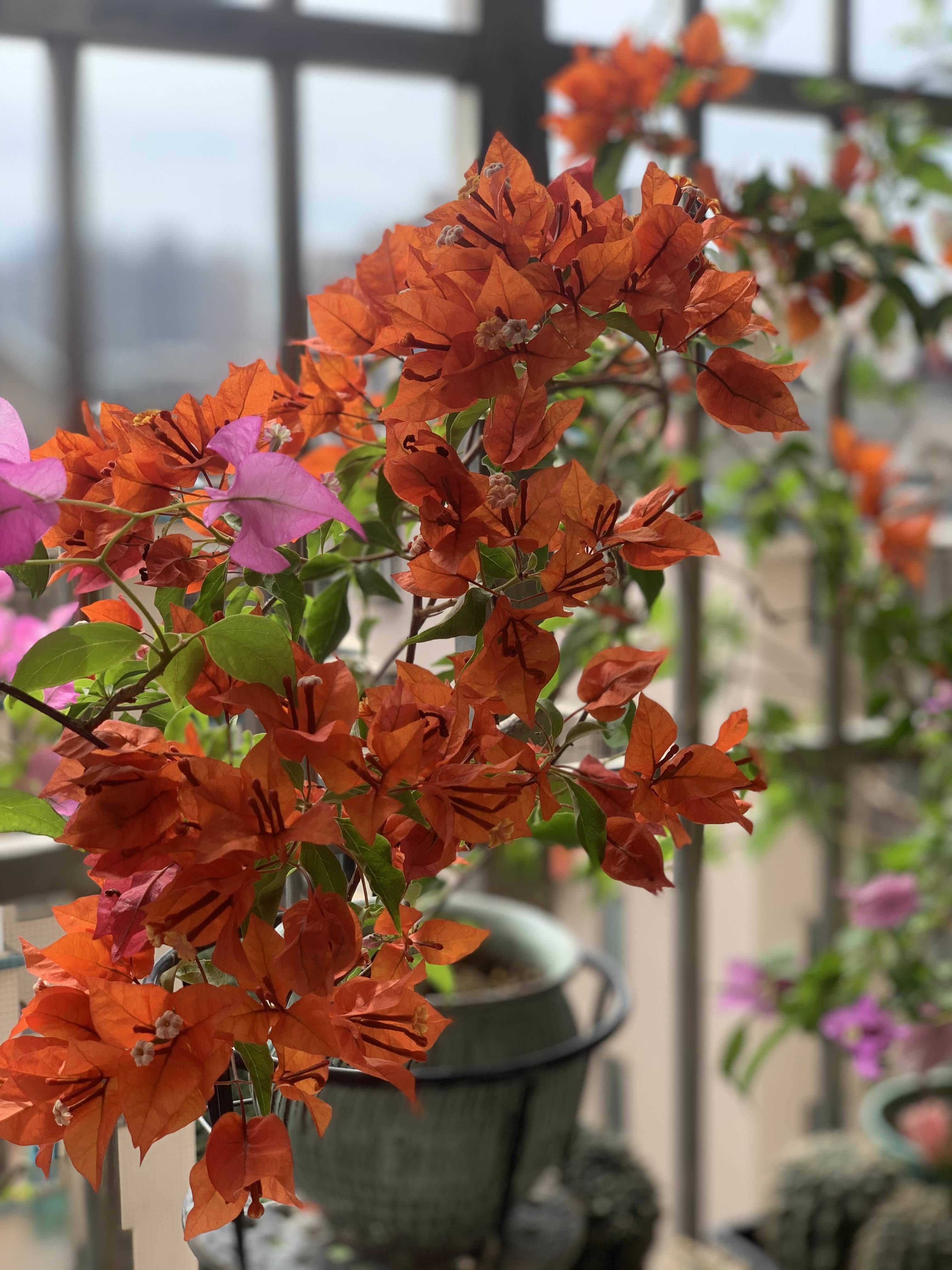 悠悠