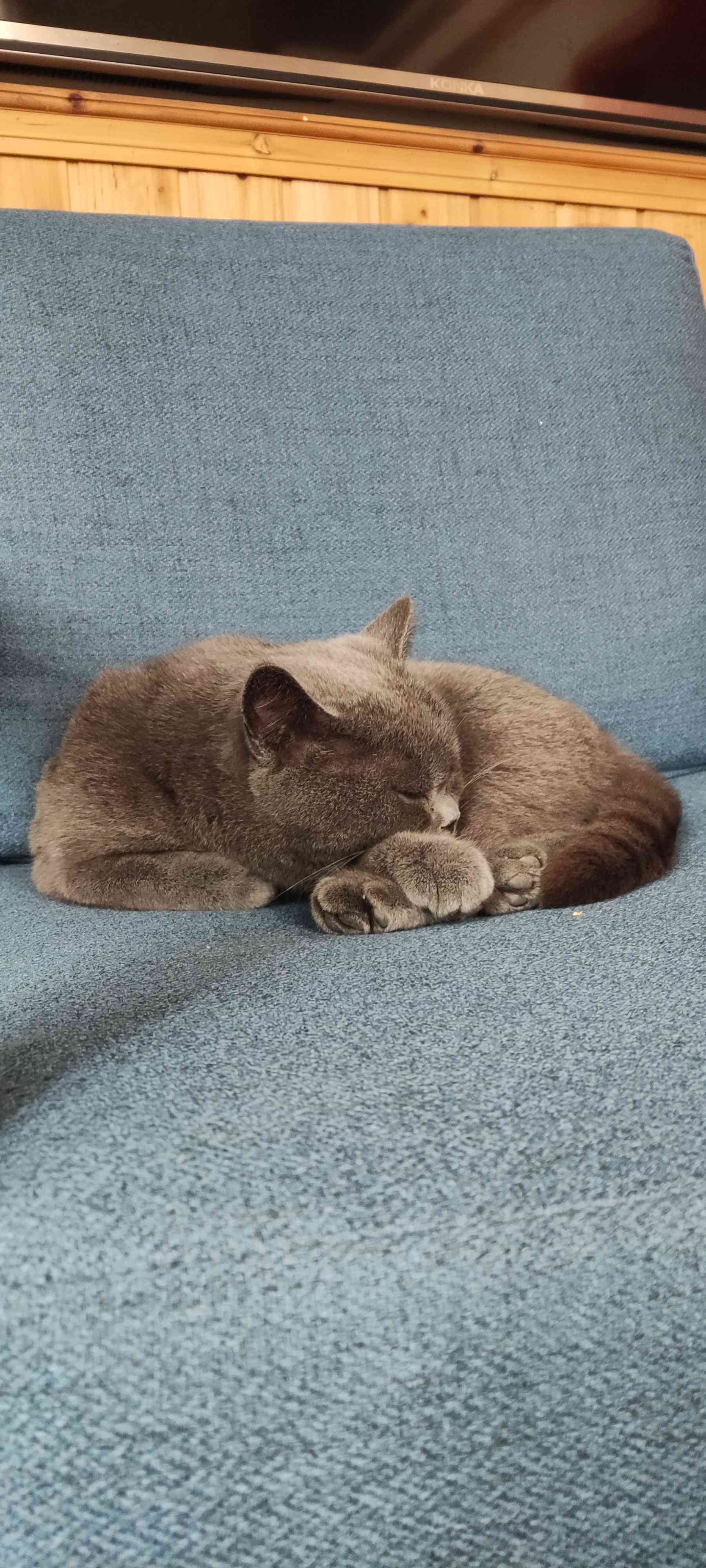 杨
