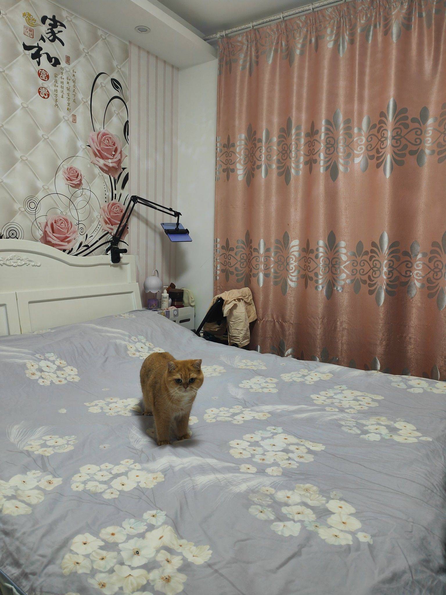 ShanghaiPudongCozy Gender LimitPet Friendly